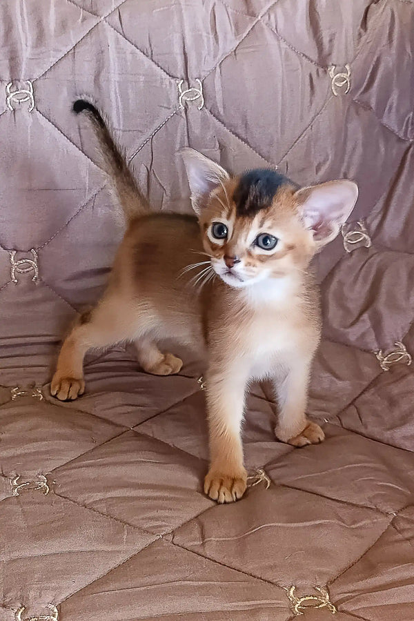 Golden-brown Abyssinian kitten on Blackberry product page, super cute and playful