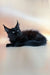 Black Maine Coon cat with pointed ears lounging for Blackwing Maine Coon Kitten