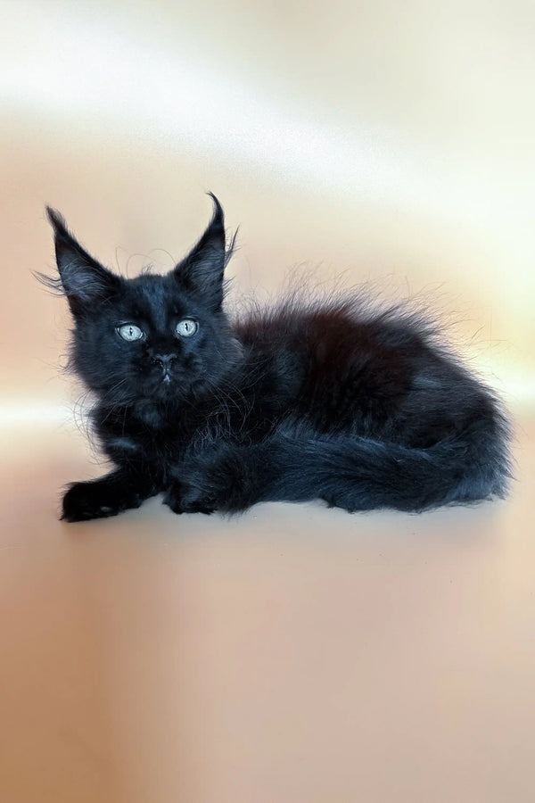 Black Maine Coon kitten with ear tufts and bright eyes, perfect for Blackwing product