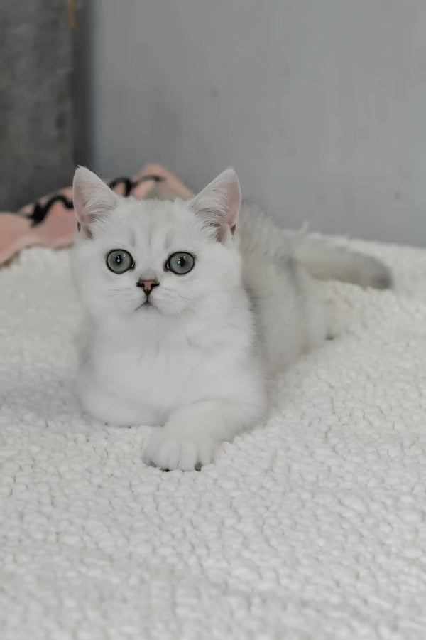 Blanca | british shorthair kitten