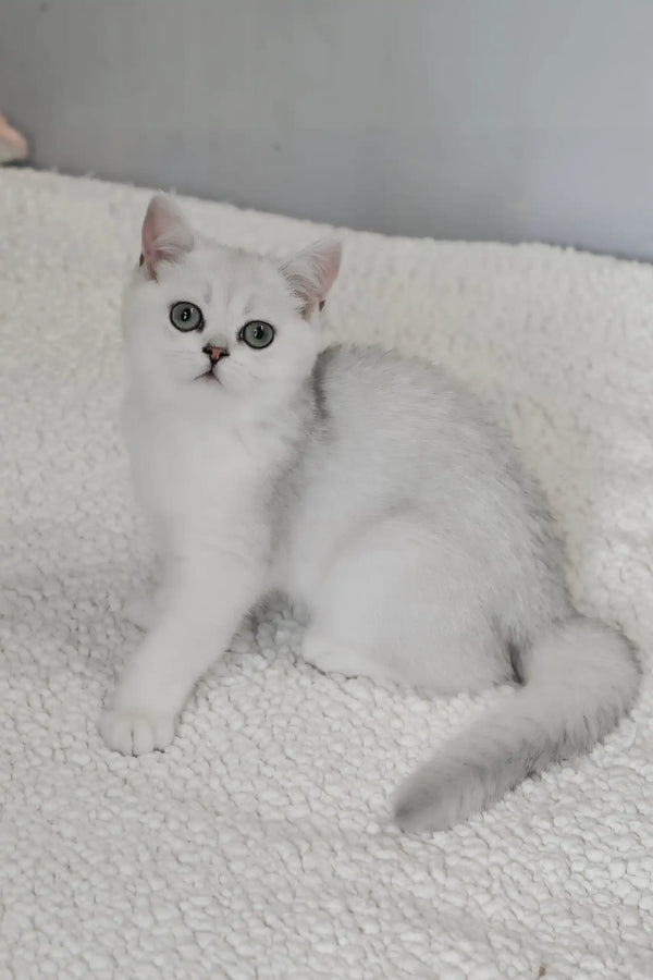Blanca | british shorthair kitten