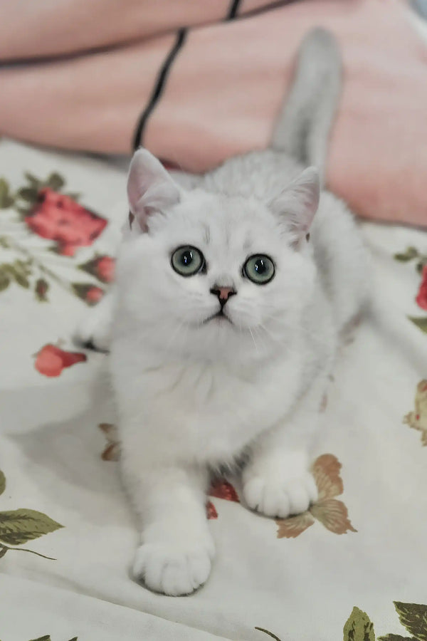 Blanca | british shorthair kitten