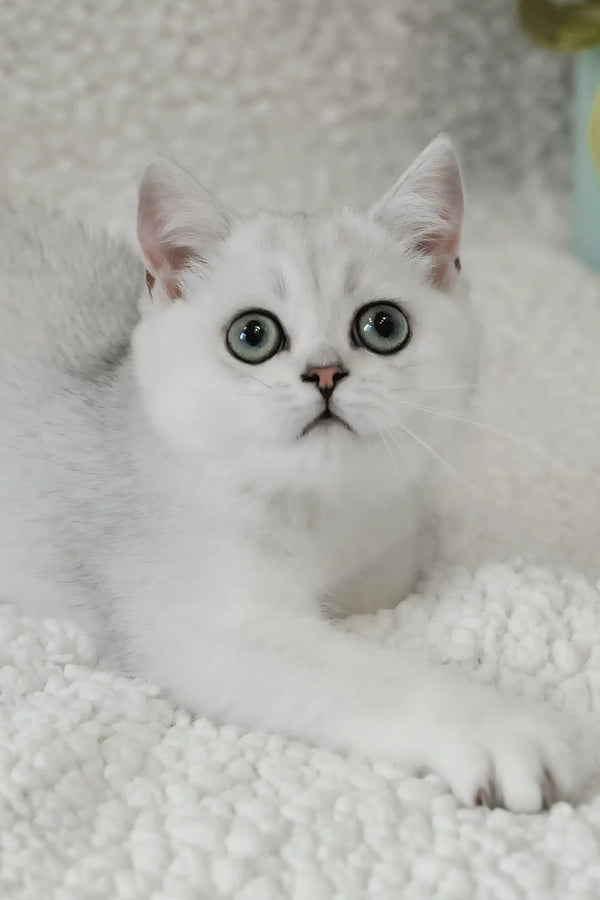Blanca | british shorthair kitten