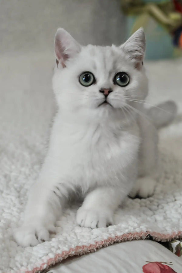 Blanca | british shorthair kitten
