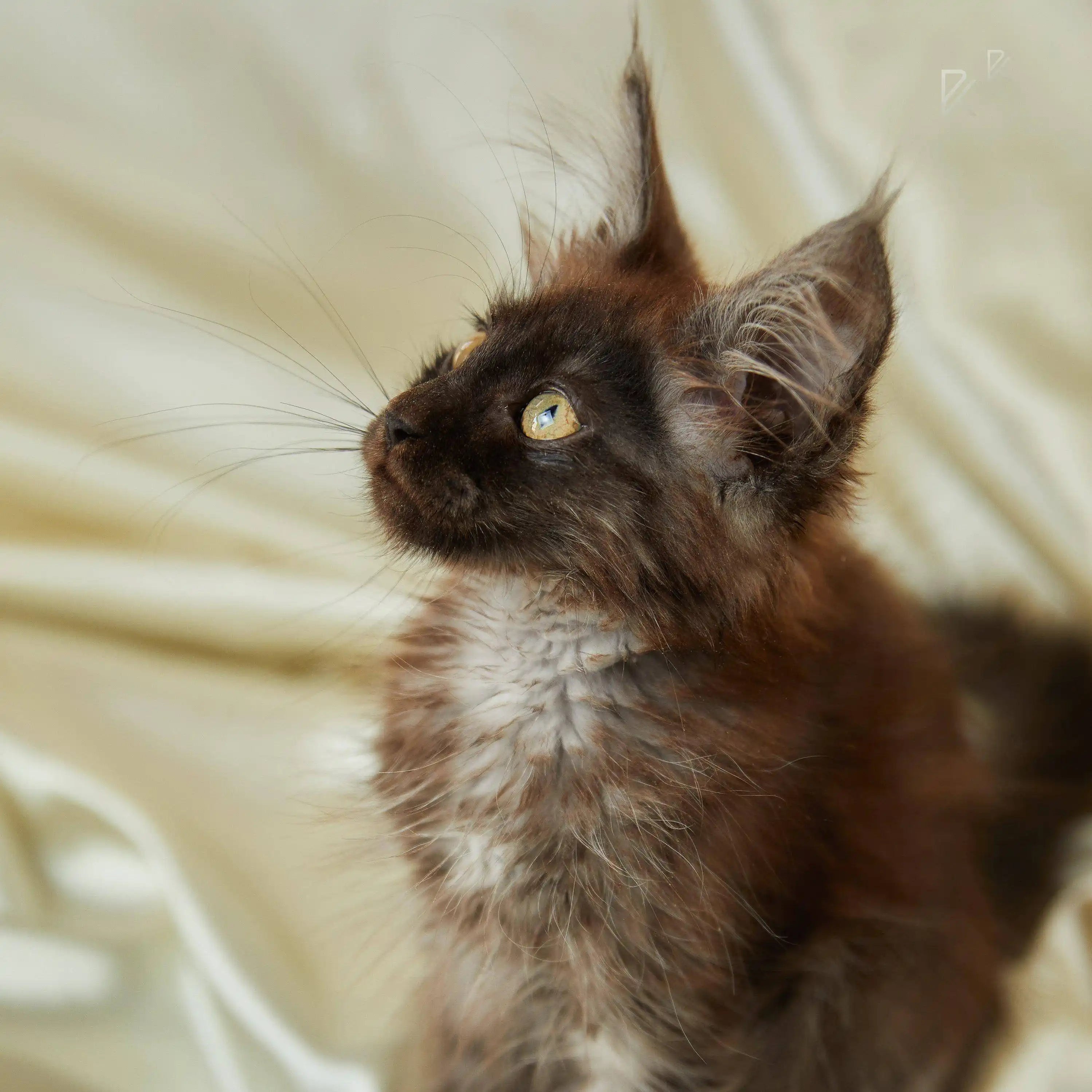 Maine Coon Kittens for Sale Blanka | Kitten