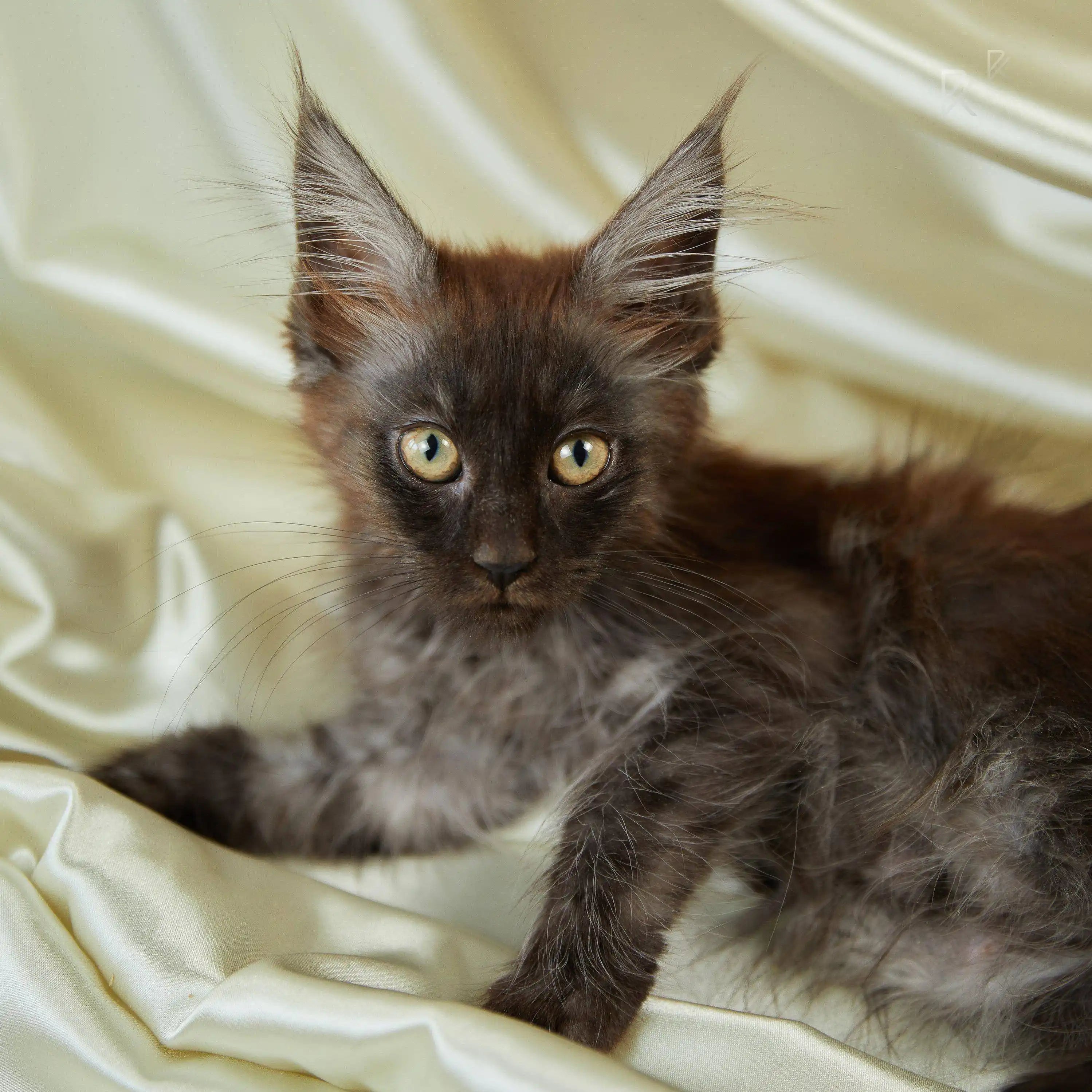 Maine Coon Kittens for Sale Blanka | Kitten