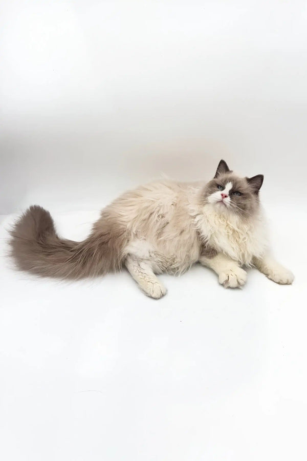 Ragdoll kitten Blaze with cream fur and dark points cozying up