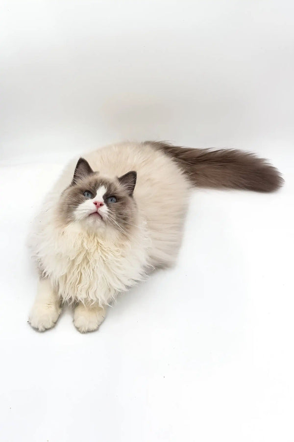 Cream Ragdoll cat with dark facial markings lounging for Blaze Ragdoll Kitten