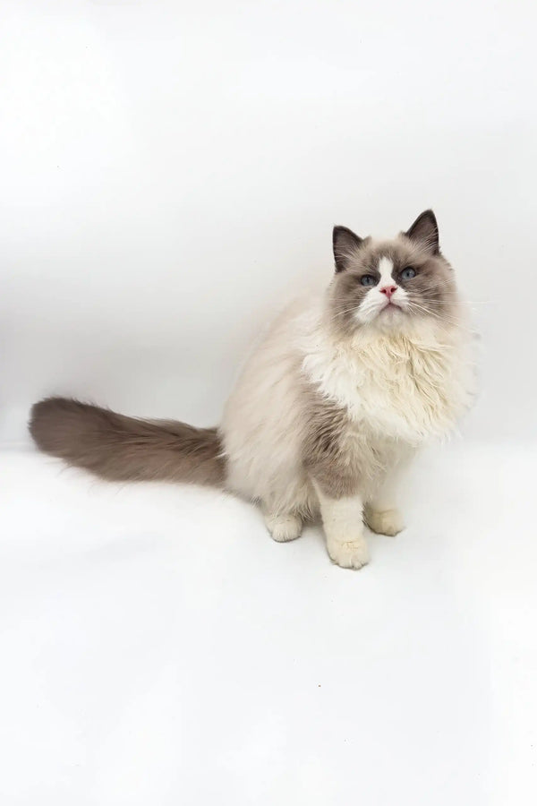 Ragdoll kitten Blaze with cream fur and dark points sitting upright, adorable and fluffy