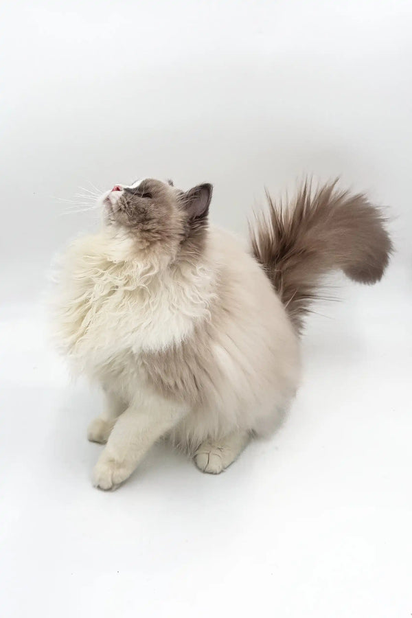 Fluffy Ragdoll cat with cream and brown fur gazing upward in Blaze Ragdoll Kitten