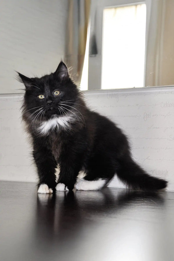 Fluffy black and white Siberian kitten Blekki with bright, captivating eyes