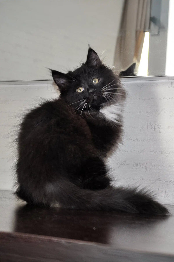Black and white fluffy cat with bright eyes sitting up, perfect for Blekki Siberian Kitten
