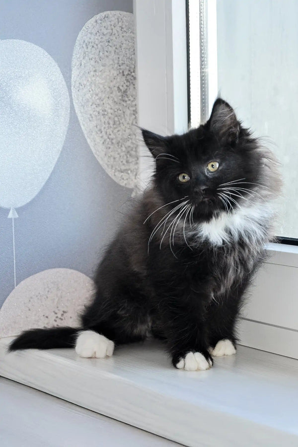 Fluffy black and white Siberian kitten with bright eyes named Blekki