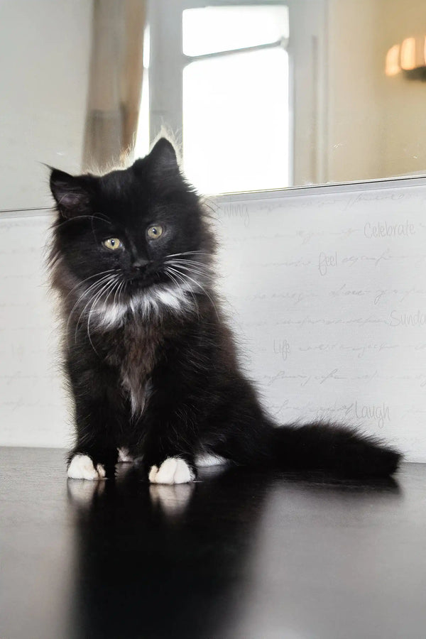 Black and white fluffy Siberian kitten Blekki with cute white paws