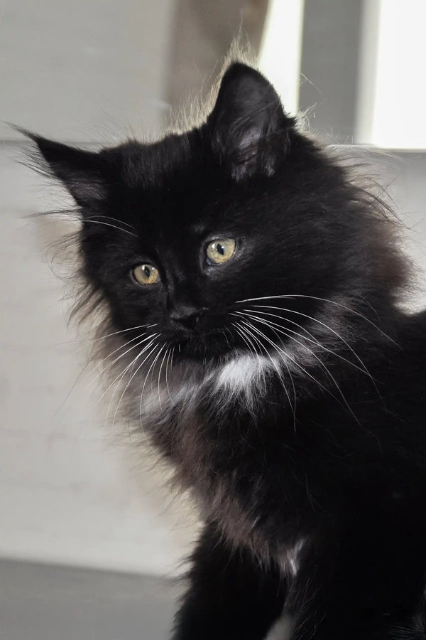 Black and white long-haired Blekki Siberian kitten with bright yellow eyes