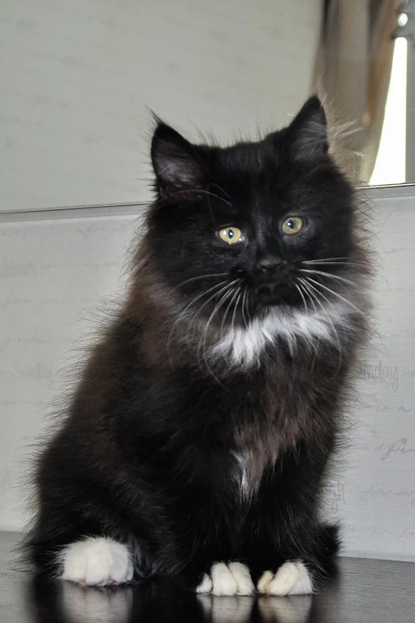 Black and white longhaired cat with bright eyes for Blekki Siberian Kitten product