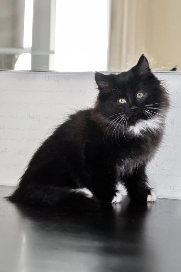 Cute black and white tuxedo Siberian kitten named Blekki sitting upright and fluffy