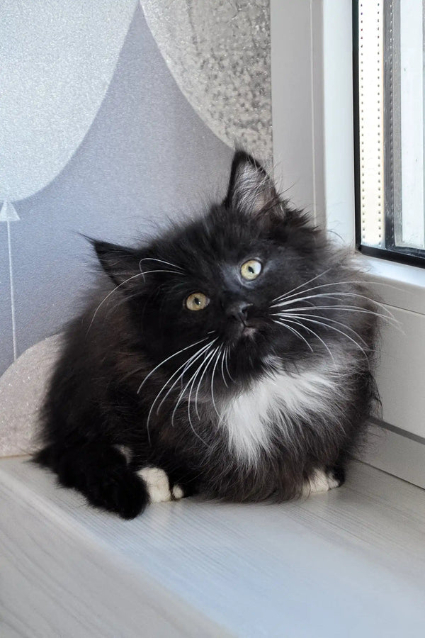 Fluffy black and white Siberian kitten Blekki with long whiskers curled up snug