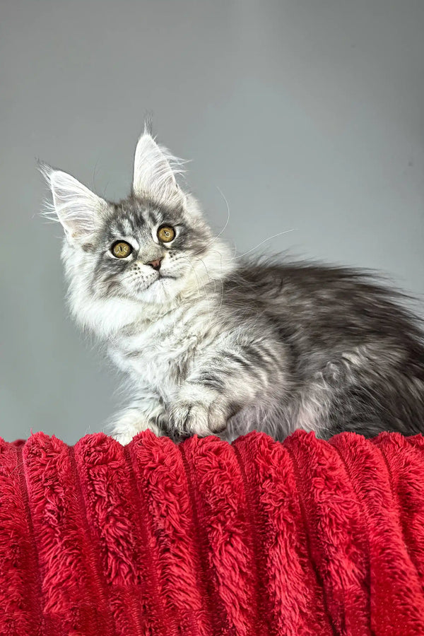 Bloom | maine coon kitten