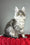 Bloom | Maine Coon Kitten