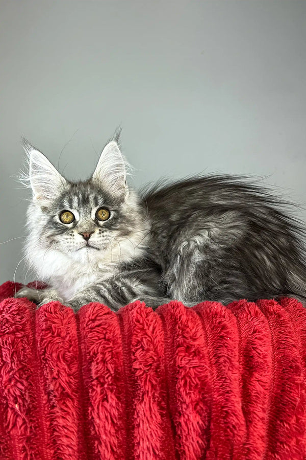 Bloom | maine coon kitten