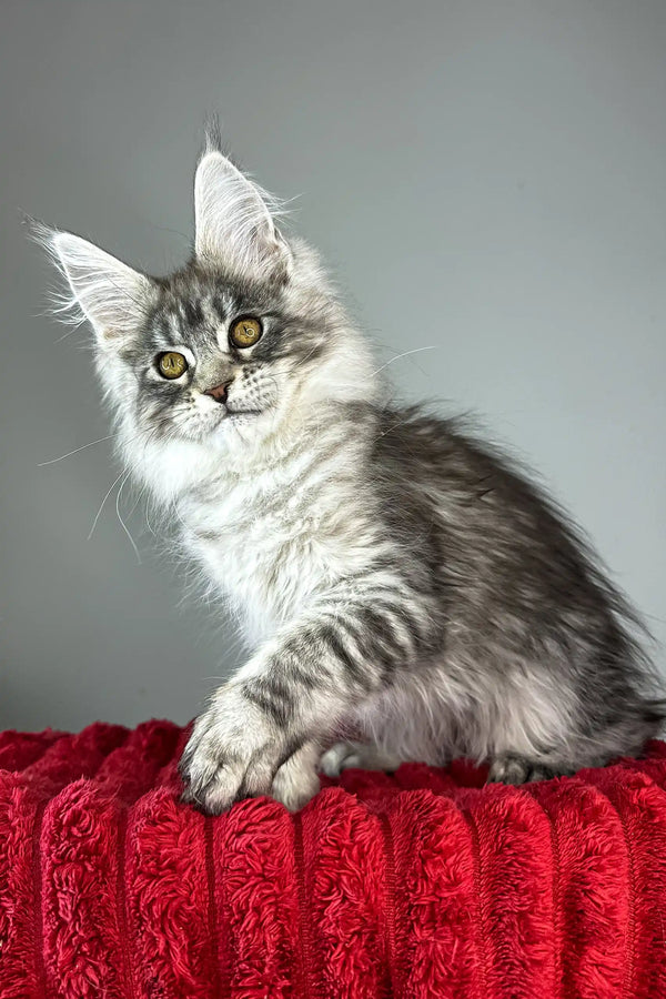 Bloom | maine coon kitten
