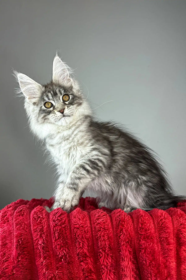 Bloom | maine coon kitten