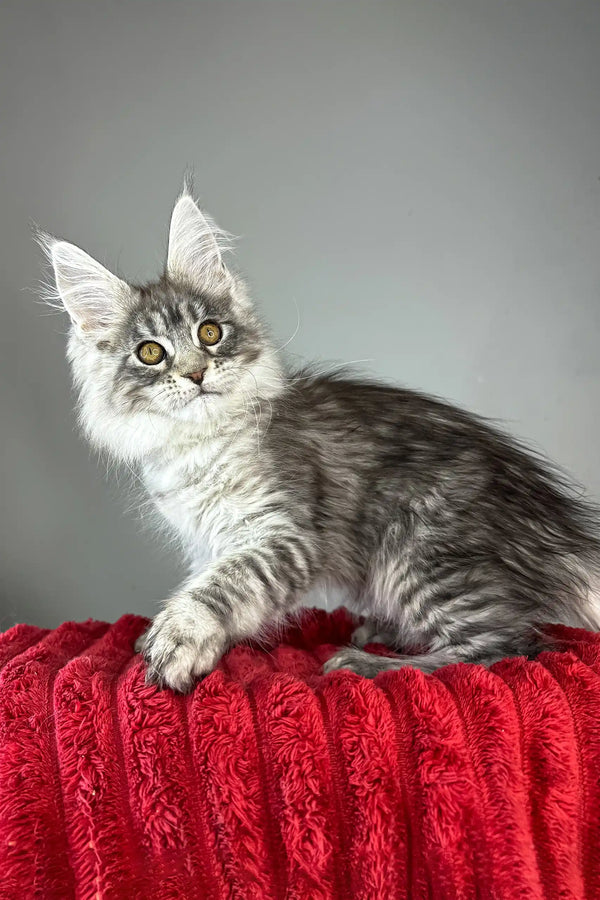 Bloom | maine coon kitten