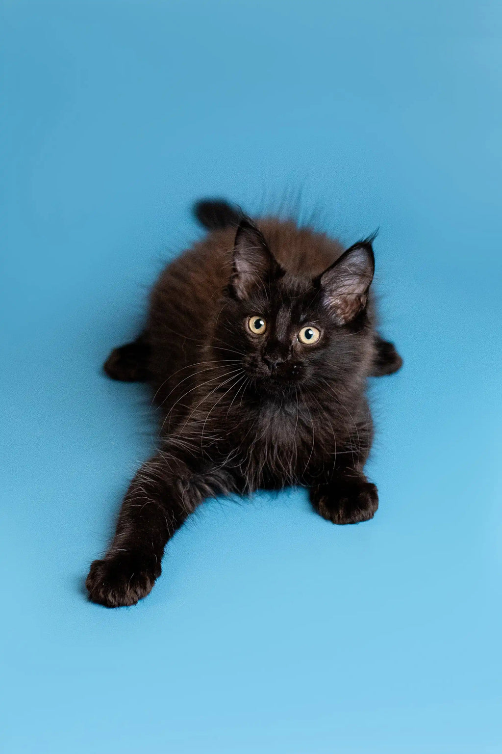 Maine Coon Kittens for Sale Brooks | Kitten