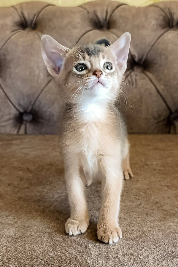 Adorable Abyssinian kitten Blueberry looking playful and cute in a cozy setting