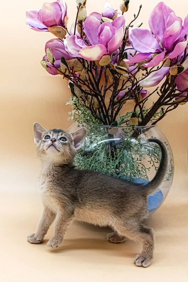 Gray Abyssinian kitten named Blueberry showcasing its cute features and playful vibe