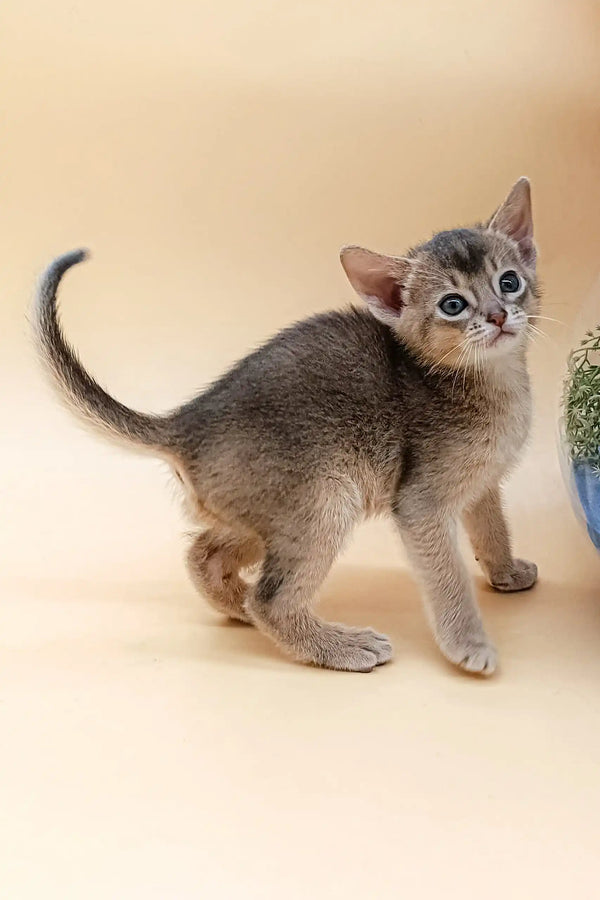 Cute gray Abyssinian kitten named Blueberry with striking blue eyes