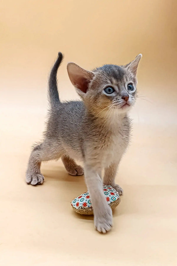 Cute gray Abyssinian kitten with blue eyes named Blueberry