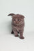 Gray Scottish Fold kitten with fluffy fur and cute folded ears from Bluery