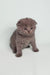 Gray Scottish Fold kitten with folded ears and a grumpy look for Bluery product