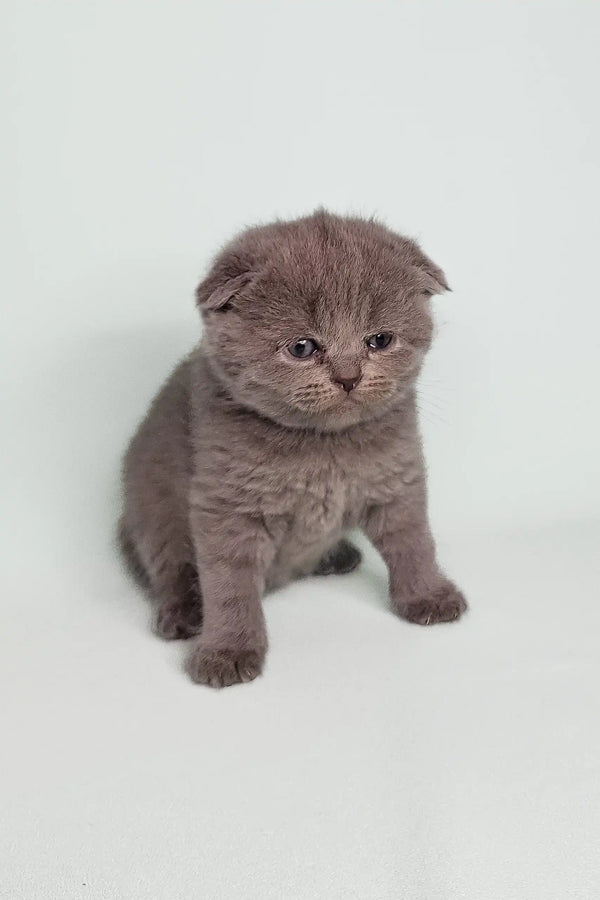 Gray Scottish Fold kitten with folded ears and a grumpy look for Bluery product