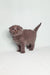 Gray Scottish Fold kitten with folded ears and round eyes in Bluery product