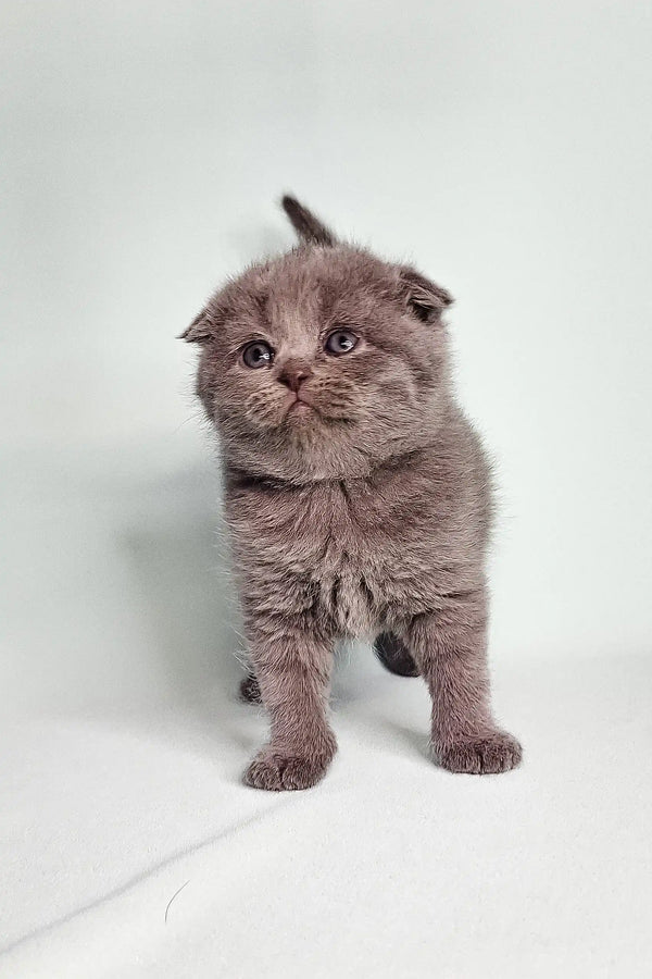 Gray Scottish Fold kitten with fluffy fur and cute folded ears from Bluery