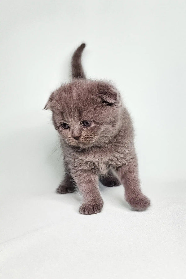 Gray Scottish Fold kitten with folded ears and fluffy fur from Bluery Scottish Fold Kitten