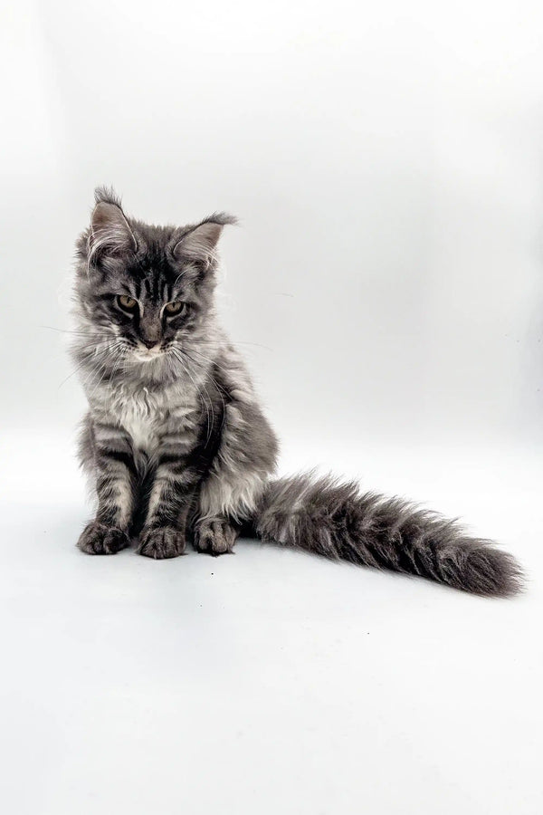 Long-haired tabby Maine Coon kitten with a fluffy tail sitting upright, Blueshine