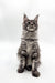 Gray tabby Maine Coon kitten with fluffy coat from Blueshine Maine Coon collection