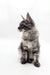 Fluffy gray Maine Coon kitten from Blueshine sitting upright with alert ears