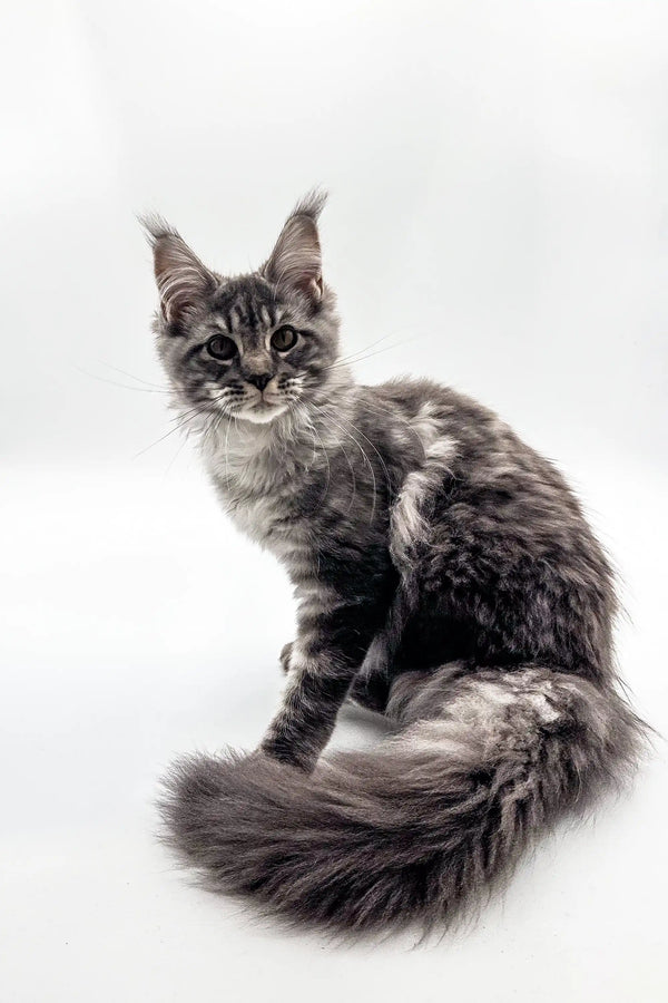 Gray and white Maine Coon kitten with ear tufts and fluffy tail from Blueshine Maine Coon