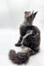 Long-haired gray and white Maine Coon kitten sitting upright in a cute pose