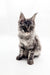 Maine Coon kitten with fluffy coat and ear tufts from Blueshine Maine Coon