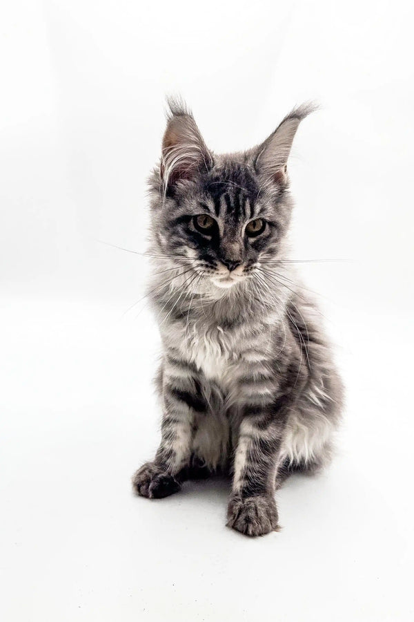 Maine Coon kitten with fluffy coat and ear tufts from Blueshine Maine Coon