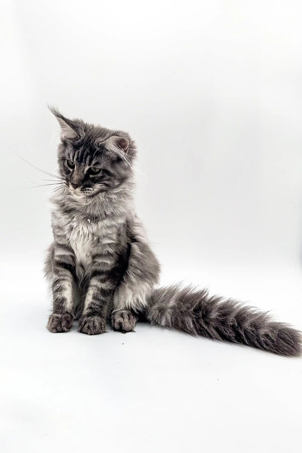 Fluffy gray tabby Maine Coon kitten with a bushy tail from Blueshine Maine Coon