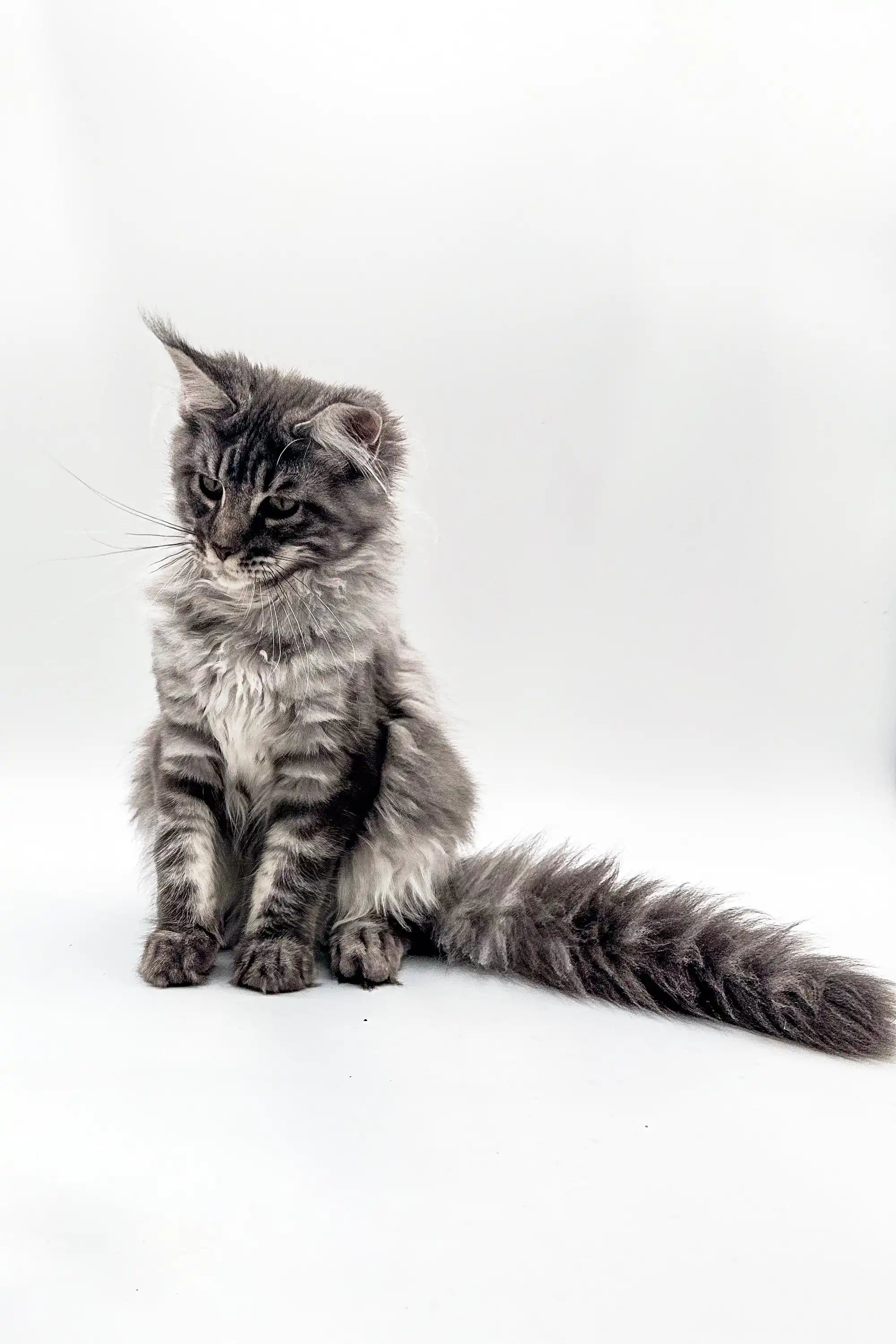 Maine Coon Kittens for Sale Blueshine | Kitten