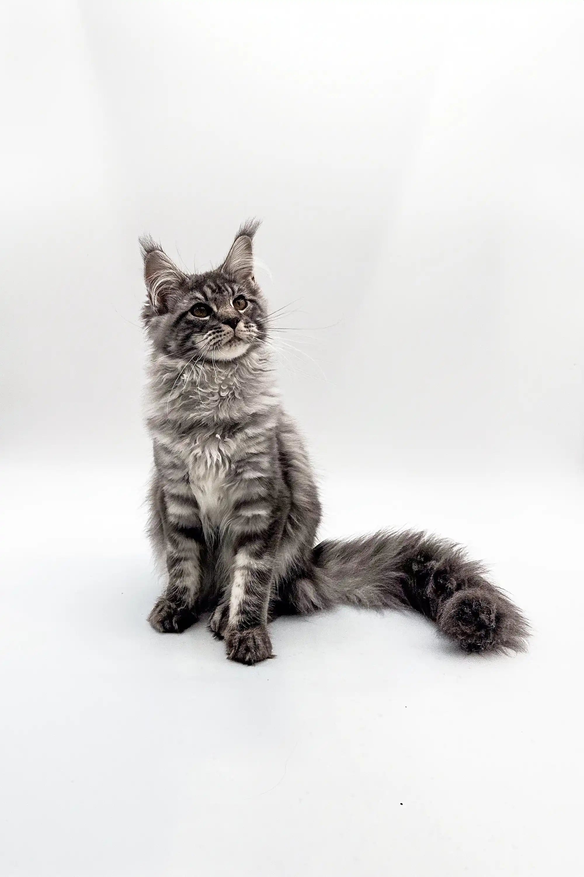 Maine Coon Kittens for Sale Blueshine | Kitten