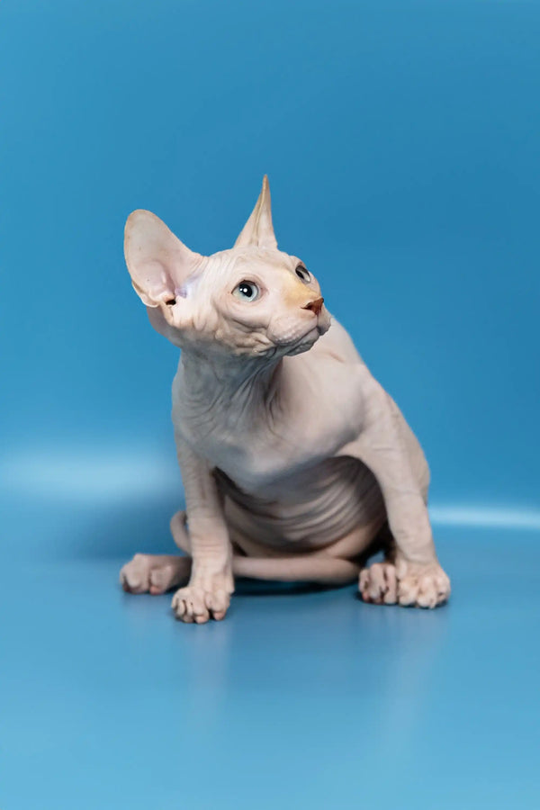 Cute Hairless Cat with Big Ears - Bob the Canadian Sphynx Kitten for sale